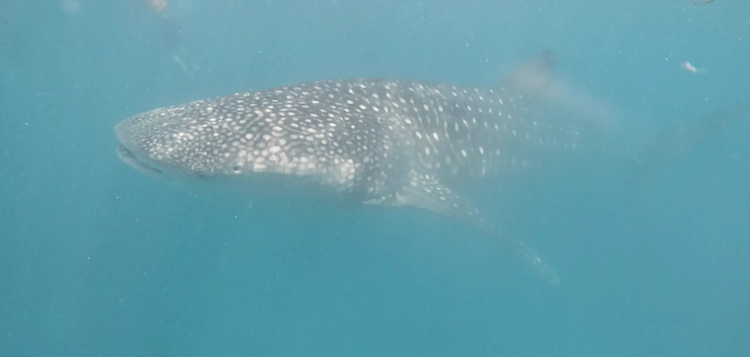 薄荷島鯨鯊共游體驗|行前規劃、注意事項、安全須知、行程推薦