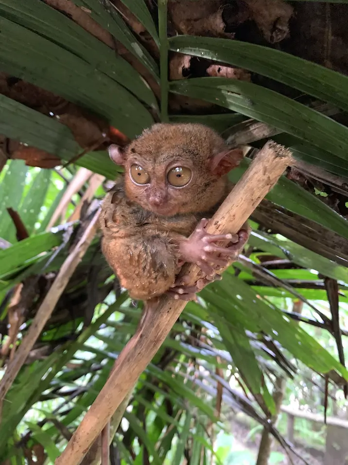 薄荷島眼鏡猴保育區｜探索世界最小靈長類