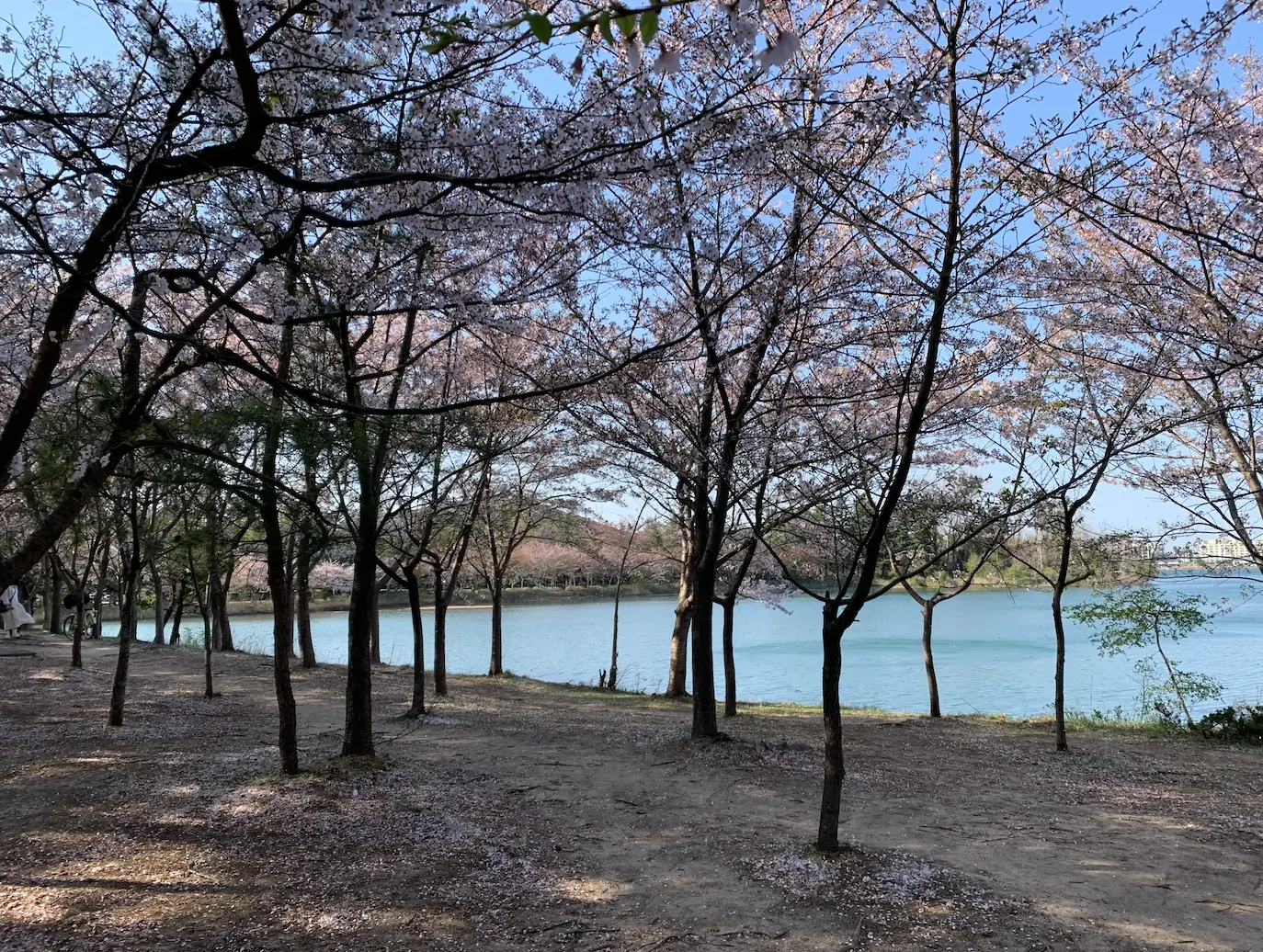 韓國江原道束草永郎湖賞櫻花