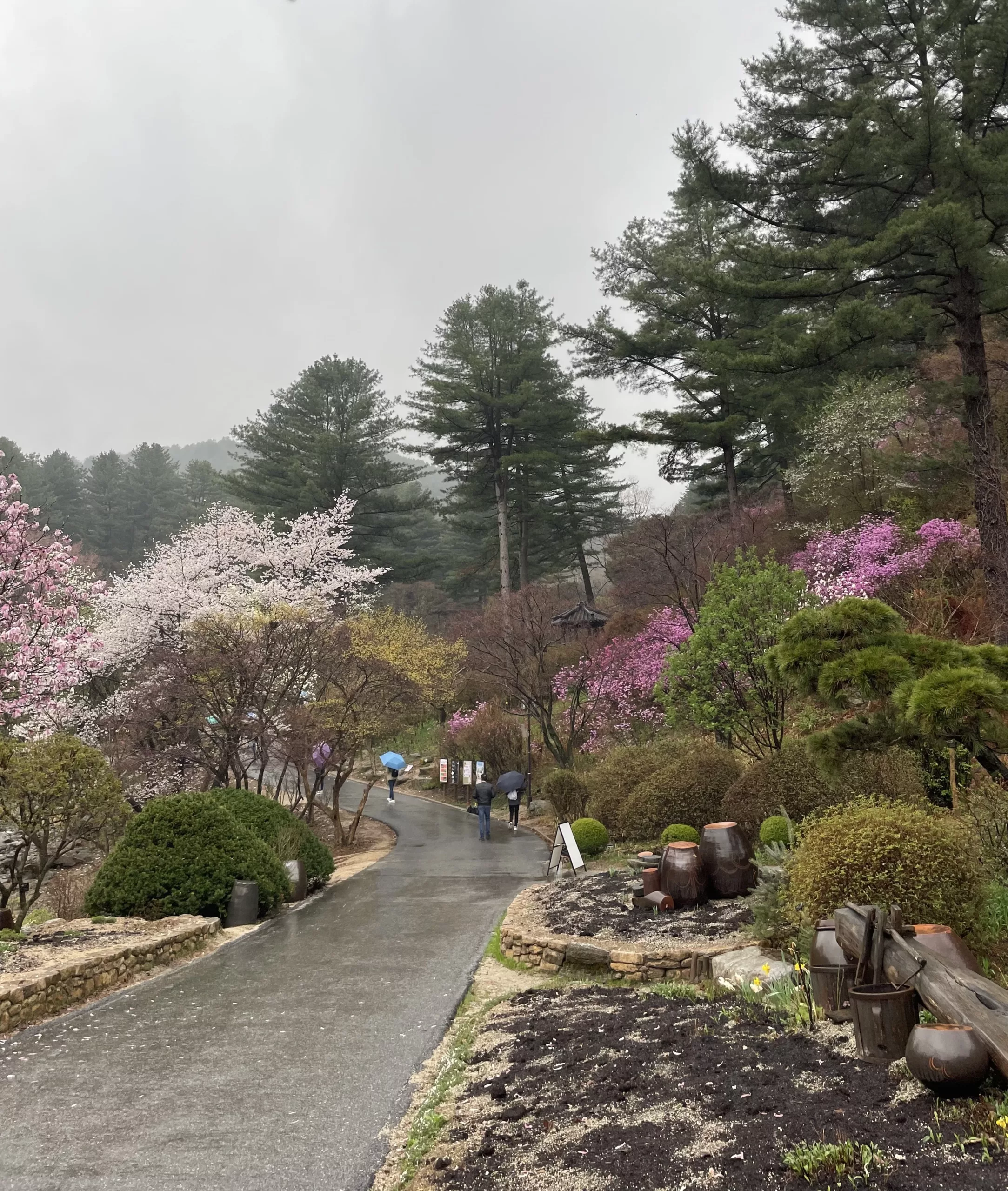 韓國晨靜樹木園韓劇迷必訪