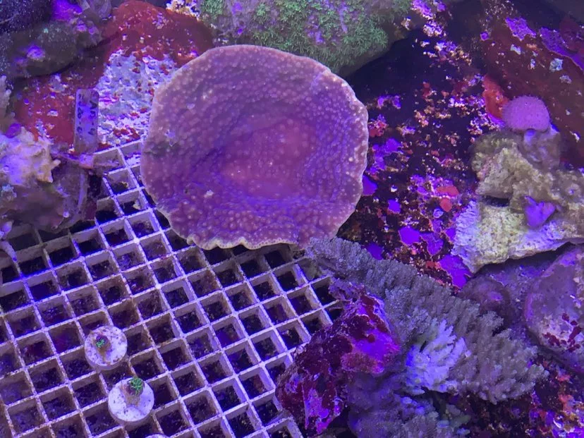 新北珊瑚小學堂認識海洋生物